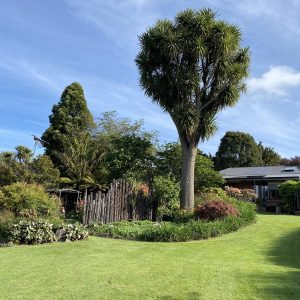 Cordyline australis