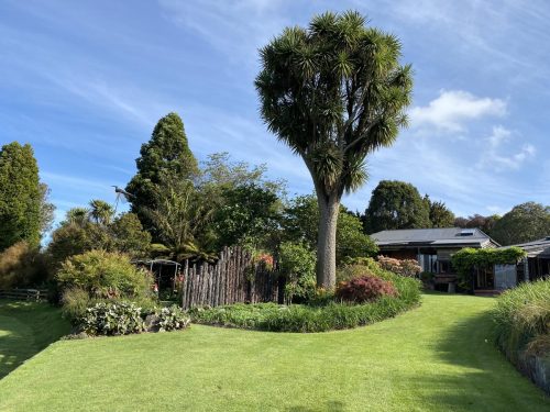 Cordyline australis