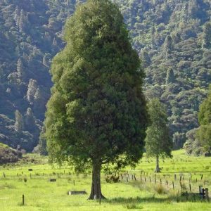 Dacrycarpus dacrydioides