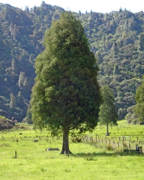 Dacrycarpus dacrydioides