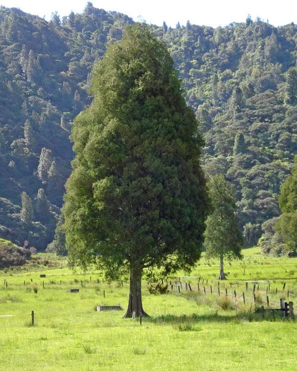 Dacrycarpus dacrydioides
