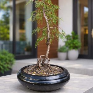 Chamaecyparis Bonsai