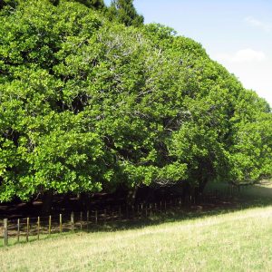 Dysoxylum spectabile