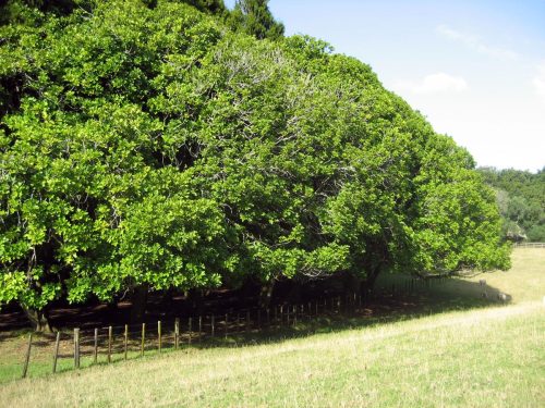 Dysoxylum spectabile