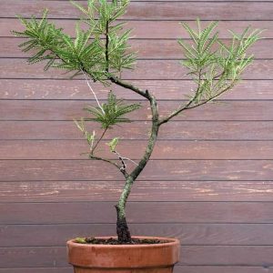 Kōwhai Bonsai