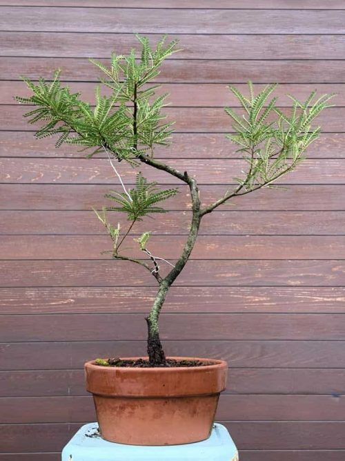Kōwhai Bonsai