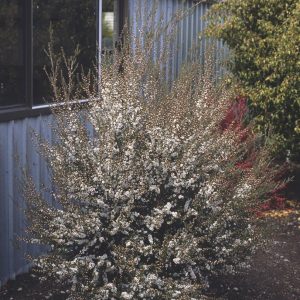 Leptospermum scoparium