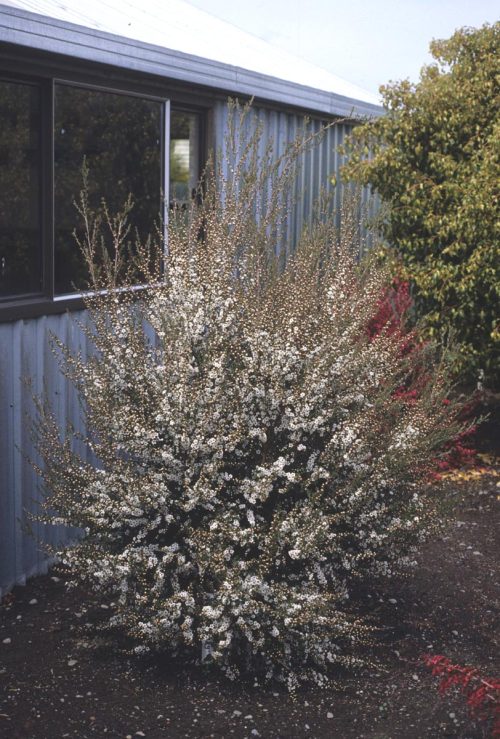 Leptospermum scoparium
