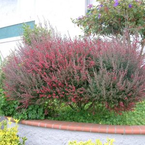 Leptospermum scoparium ‘Burgundy Queen’