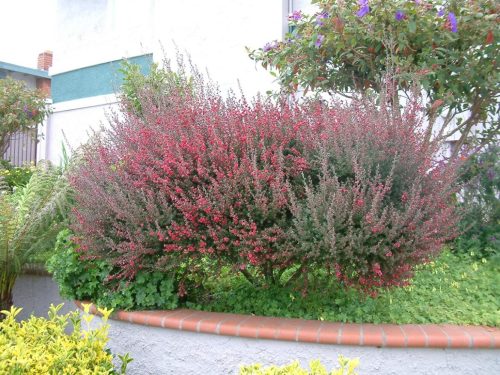 Leptospermum scoparium ‘Burgundy Queen’