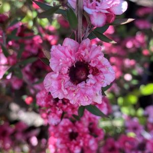 Leptospermum scoparium ‘Coral Candy’