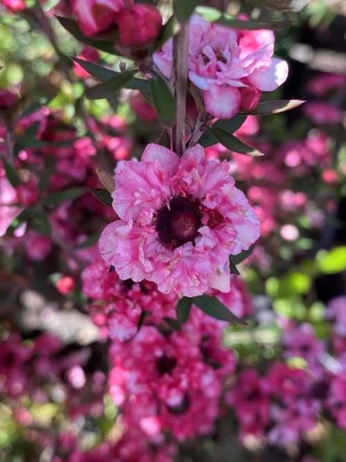 Leptospermum scoparium ‘Coral Candy’