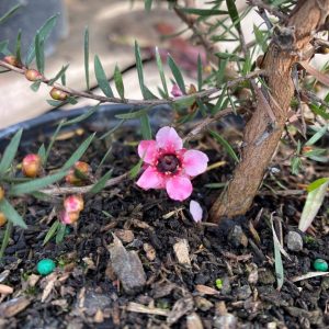 Leptospermum scoparium ‘Martini’
