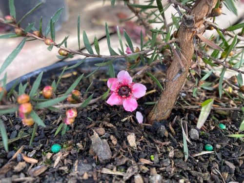 Leptospermum scoparium ‘Martini’