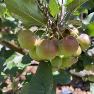 Malus Gorgeous