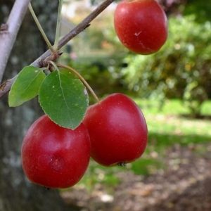 Malus, Jack Humm