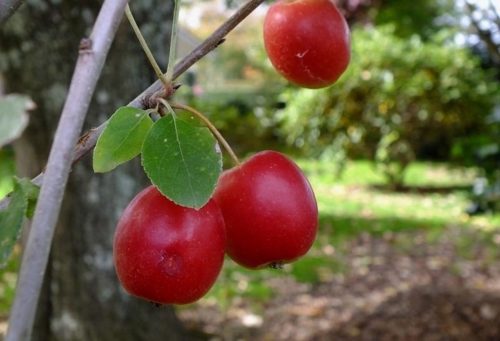 Malus, Jack Humm