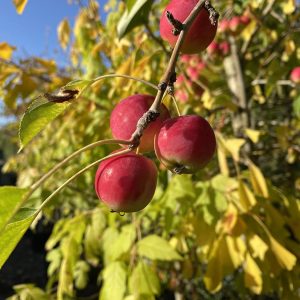 Malus, Jelly King