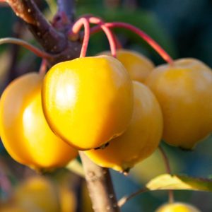 Malus, Tom’s Gold