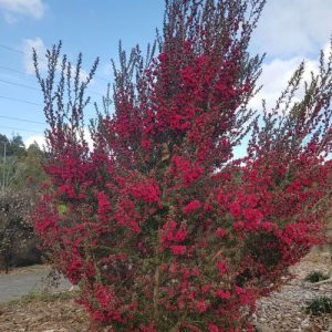 Leptospermum scoparium ‘Crimson Glory’