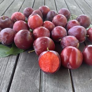 Prunus salicina, Hawera