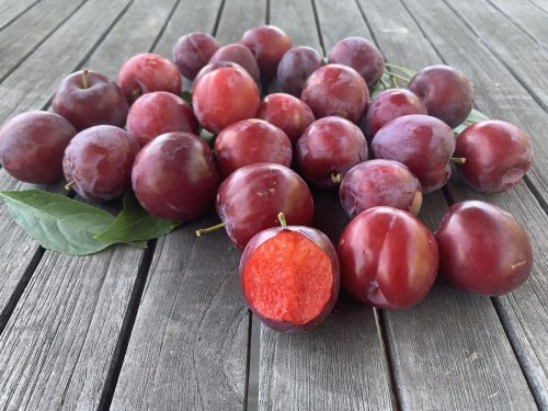 Prunus salicina, Hawera