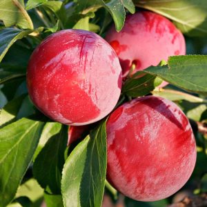 Prunus salicina, Santa Rosa