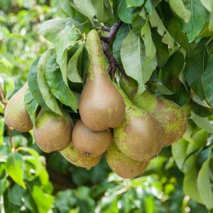 Pyrus communis ‘Conference’