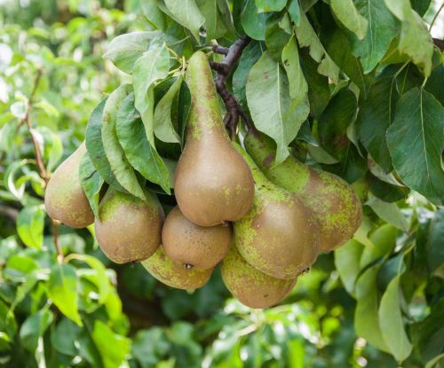 Pyrus communis ‘Conference’