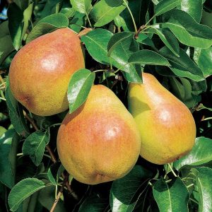Pyrus communis ‘Doyenné du Comice