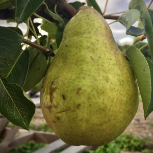 Pyrus communis ‘Williams’ Bon Chrétien