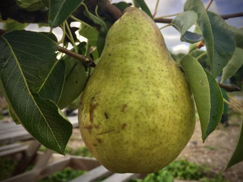 Pyrus communis ‘Williams’ Bon Chrétien