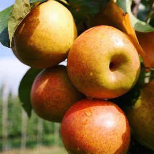 Pyrus x bretschneideri ‘Reddy Robin’