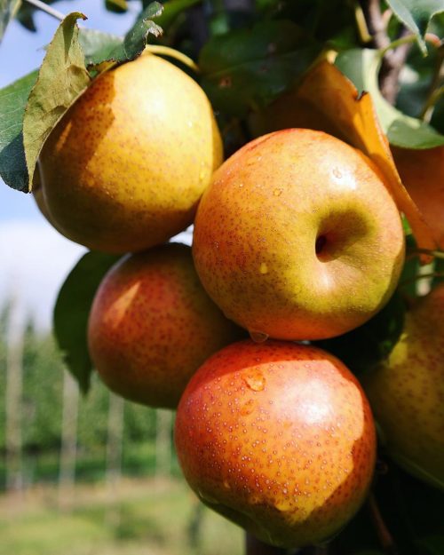 Pyrus x bretschneideri ‘Reddy Robin’