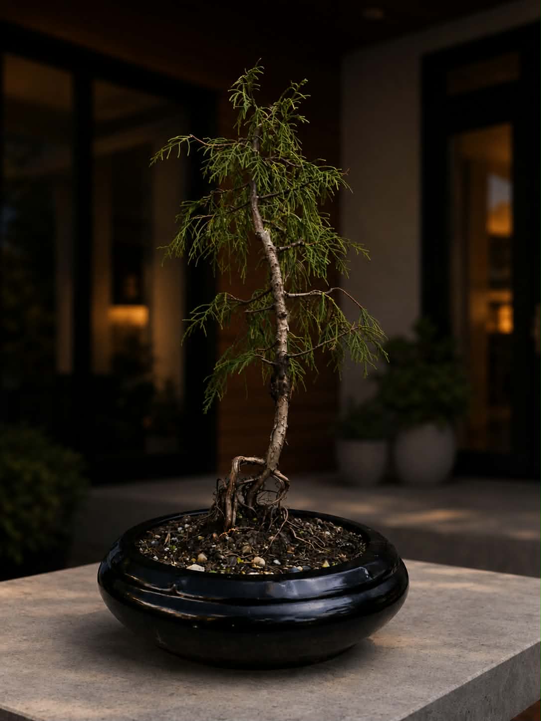 Chamaecyparis Bonsai