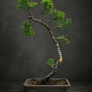 Juniper Kaizuka Bonsai