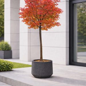 Japanese Maple Patio Tree