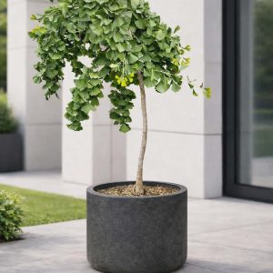 Weeping Ginkgo Patio Tree