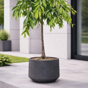 Weeping Cherry Patio Tree