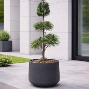 Thuja Smaragd Patio Tree